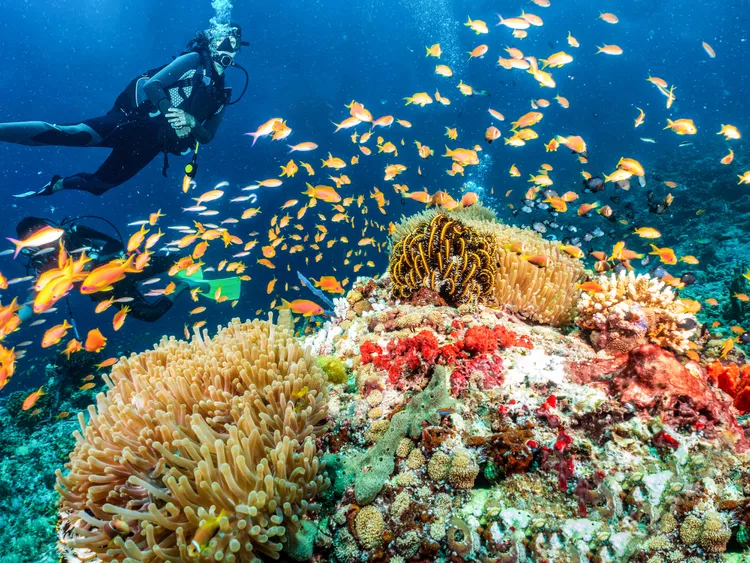 Underwater Scene with Colorful Fish and Coral in Malta